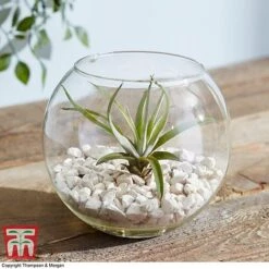 Air Plant Variety Collection -NAOMI Plant Shop TILL 3492 A1