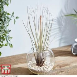 Air Plant Variety Collection -NAOMI Plant Shop TILL 3492 A10