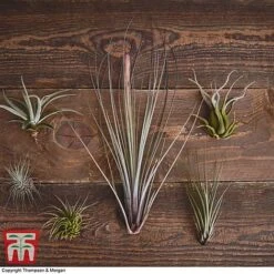 Air Plant Variety Collection -NAOMI Plant Shop TILL 3492 A2