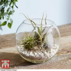 Air Plant Variety Collection -NAOMI Plant Shop TILL 3492 A3