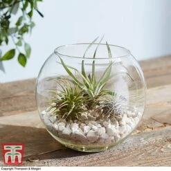 Air Plant Variety Collection -NAOMI Plant Shop TILL 3492 A4