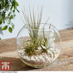 Air Plant Variety Collection -NAOMI Plant Shop TILL 3492 A5