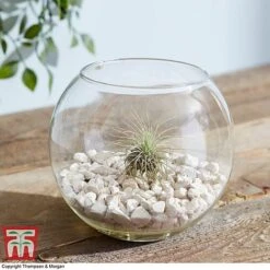 Air Plant Variety Collection -NAOMI Plant Shop TILL 3492 A6
