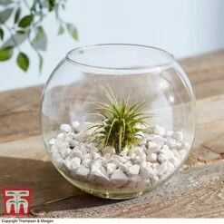 Air Plant Variety Collection -NAOMI Plant Shop TILL 3492 A7