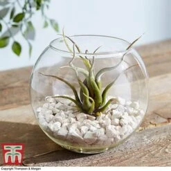 Air Plant Variety Collection -NAOMI Plant Shop TILL 3492 A8