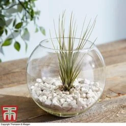 Air Plant Variety Collection -NAOMI Plant Shop TILL 3492 A9