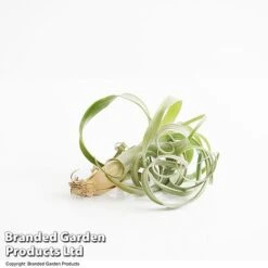 Air Plant (Tillandsia) 'Curly Slim' -NAOMI Plant Shop TILL CURLYSLIM T49615