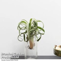 Air Plant (Tillandsia) 'Curly Slim' -NAOMI Plant Shop TILL CURLYSLIM T49617