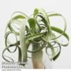Air Plant (Tillandsia) 'Curly Slim'