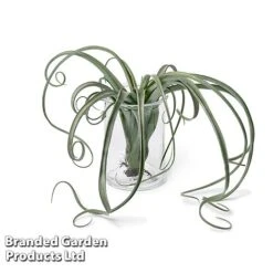 Air Plant (Tillandsia) 'Curly Slim' -NAOMI Plant Shop TILL CURLYSLIM W48803