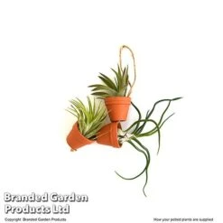 Air Plant Mini Pots On Rope -NAOMI Plant Shop TILL MINIROPE3 T48839