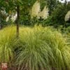 Cortaderia Selloana 'Gold Minipampas'