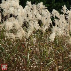 Miscanthus Sinensis 'Graziella' -NAOMI Plant Shop TKA3298 MISC 2