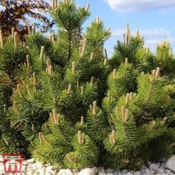 Pinus Mugo 'Benjamin'