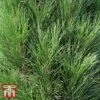 Pinus Nigra 'Green Tower'