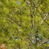 Pinus X Schwerinii 'Wiethorst'