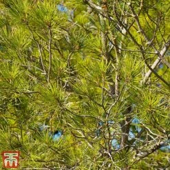 Pinus X Schwerinii 'Wiethorst'