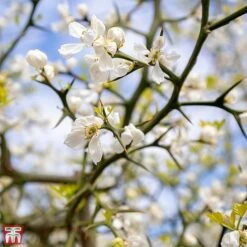 Citrus Trifoliata -NAOMI Plant Shop TKA3374 CITR 3