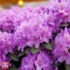 Rhododendron 'Catawbiense Grandiflorum'