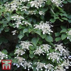 Schizophragma Integrifolium 'Windmills'