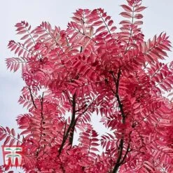Toona Sinensis 'Flamingo' -NAOMI Plant Shop TOON tka3632 A