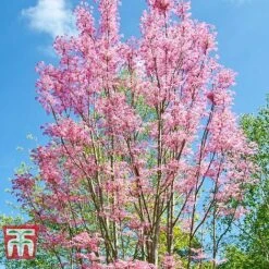 Toona Sinensis 'Flamingo' -NAOMI Plant Shop TOON tka3632 D