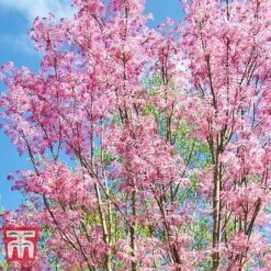 Toona Sinensis 'Flamingo' -NAOMI Plant Shop TOON tka3632 E