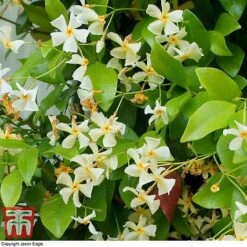 Trachelospermum Jasminoides 'Star Of Toscana' -NAOMI Plant Shop TRAC T71895 B