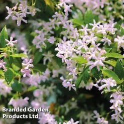 Trachelospermum Trio -NAOMI Plant Shop TRAC PINKYWING L21451