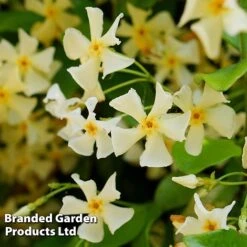 Trachelospermum Jasminum 'Star Of Toscana' -NAOMI Plant Shop TRAC STAROFTOS S09275