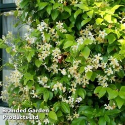 Trachelospermum Jasminum 'Star Of Toscana' -NAOMI Plant Shop TRAC STAROFTOS S09277