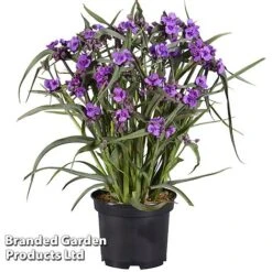 Tradescantia 'JS&reg; Brainstorm' -NAOMI Plant Shop TRAD BRAINSTOR H41253
