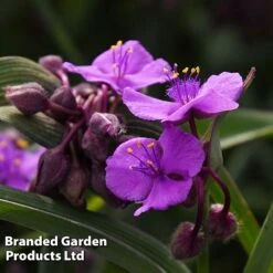 Tradescantia 'JS&reg; Brainstorm' -NAOMI Plant Shop TRAD BRAINSTOR H41255