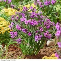 Tradescantia 'JS&reg; Brainstorm' -NAOMI Plant Shop TRAD BRAINSTOR H41256