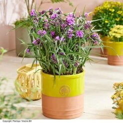 Tradescantia 'JS&reg; Brainstorm' -NAOMI Plant Shop TRAD BRAINSTOR H41258
