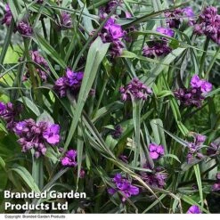 Tradescantia 'JS&reg; Brainstorm' -NAOMI Plant Shop TRAD BRAINSTOR T50080
