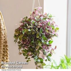 Tradescantia Albilfora 'Tricolor Rosa'