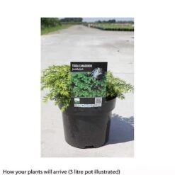 Tsuga Canadensis 'Jeddeloh'