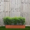 English Yew Instant Trough Hedge 1m (pre-grown)