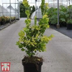 Ulmus X Hollandica 'Wredei' -NAOMI Plant Shop ULMU TKA3638 B