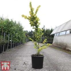 Ulmus X Hollandica 'Wredei' -NAOMI Plant Shop ULMU TKA3638 C