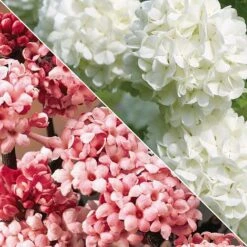 Viburnum Duo -NAOMI Plant Shop Untitled 119