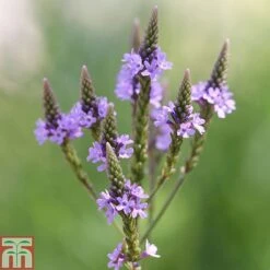 Verbena Hastata 'Blue Spires'