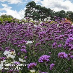Perennial Eternal Flowering Collection -NAOMI Plant Shop VERB BUENOSAIR L243422021