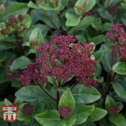 Viburnum Tinus 'Lisarose' -NAOMI Plant Shop VIBU T62090 A
