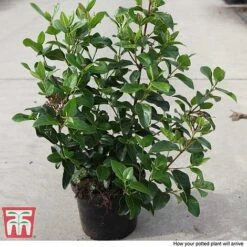Viburnum Tinus 'Lisarose' -NAOMI Plant Shop VIBU T62090 B1