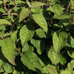 Viburnum Plicatum F. Tomentosum -NAOMI Plant Shop VIBU T63583 A h