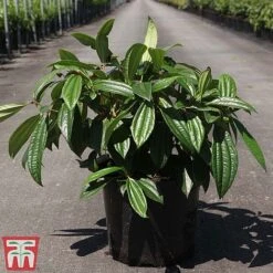 Viburnum Davidii -NAOMI Plant Shop VIBU TKA3676 C