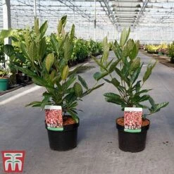 Viburnum Nudum 'Brandywine' -NAOMI Plant Shop VIBU TKA3684 A