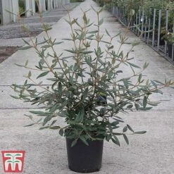 Viburnum 'Pragense' -NAOMI Plant Shop VIBU TKA3688 C
